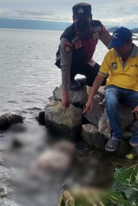 Reaksi Cepat Polres Simalungun Evakuasi Potongan Tubuh Manusia, Diseret Banjir Bandang ke Danau Toba