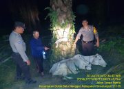 Polsek Serbalawan Amankan Dua Terduga Pelaku Pencurian Hewan Ternak dari Amukan Massa