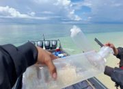 Bea Cukai gagalkan penyelundupan benih lobster senilai Rp26,9 miliar