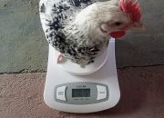 Jago Ternak Gelar Workshop Beternak Ayam Arok di Sundullangit