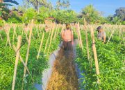 Polsek Kawasan Pelabuhan Gilimanuk Dukung Program 100 Hari Presiden Prabowo Subiyanto Menuju Swasembada Pangan