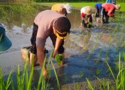 Kembali Eksis, Polsek Kawasan Pelabuhan Gilimanuk Tanam Padi Bersama Masyarakat di Desa Baluk