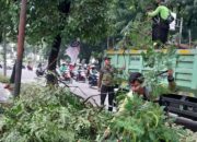 Pemkot Jakpus pangkas 10.885 pohon antisipasi tumbang saat hujan