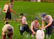 Penyemprotan Dan Pemupukan Tanaman Padi di Desa Baluk untuk Mendukung Ketahanan Pangan Nasional