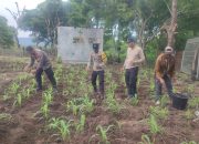 Perawatan Tanaman Jagung Di Lahan 20 Are Oleh Polsek Kawasan Pelabuhan Gilimanuk Denga Warga Setempat