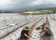 TNI AD ubah 200 hektare kebun karet menjadi lahan ketahanan pangan