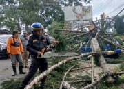 Polres Cianjur kordinasi pemangkasan pohon tua rawan tumbang
