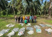 Bea Cukai Aceh ungkap penyimpanan 188 kg sabu-sabu di kebun sawit