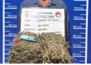 Polres Aceh Timur gagalkan peredaran 1,6 kilogram ganja