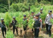 Bareskrim Polri musnahkan 25 ha ladang ganja di Nagan Raya Aceh