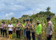 Polda Maluku panen dua ton jagung dukung ketahanan pangan