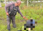 Kaops: KKB serang honorer Pemda Yahukimo hingga meninggal di Dekai