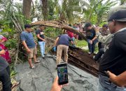 Warga Temukan Kerangka Manusia di Dalam Pohon, Polsek Firdaus Gerak Cepat Olah TKP