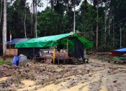 Polda Papua tangkap WNA asal China terlibat investasi tambang ilegal