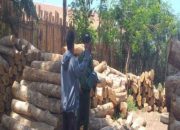 Kemenhut tangkap aktor kunci jaringan pembalakan liar di TN Baluran