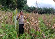 KAPOLSEK SIMPANG HULU IPTU DEWA MADE SURITA, S.H. LAKSANAKAN KEGIATAN PANEN JAGUNG DI LAHAN NON CPCL HULU MAKMUR