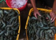 KKP sebut udang lokal masih jadi primadona masyarakat Nusantara