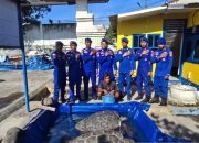 Ditpolairud Polda NTT tangkap nelayan pemburu penyu di perairan Sikka