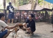 Sabung ayam di Desa Lelilef diduga bebas berlangsung tanpa tindakan tegas dari aparat!