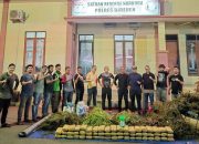 Polres Bireuen gagalkan peredaran 154 kg ganja