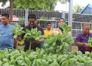 Lapas Padang panen pakcoi hasil budi daya narapidana