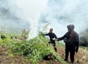 Brimob Sumut musnahkan 10 hektare ladang ganja di Mandailing Natal
