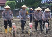Polres Lamsel manfaatkan lahan tidur jadi areal pertanian produktif