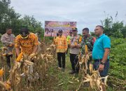 Kapolsek Jelai Hulu Bersama Camat Jelai Hulu Laksanakan Panen Jagung Hibrida di Desa Periangan