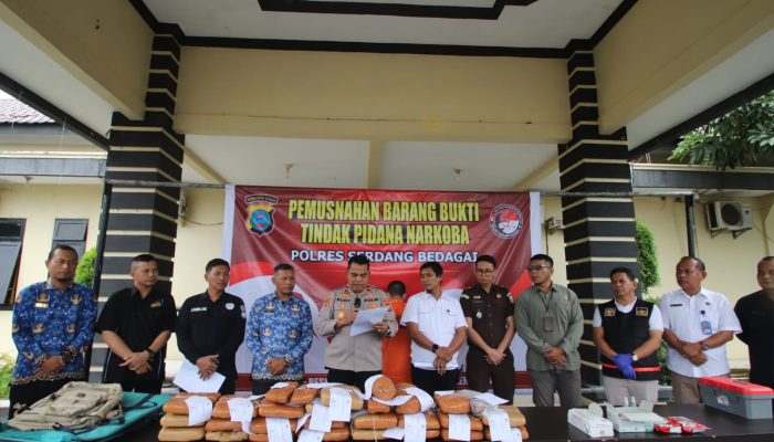 Polres Serdang Bedagai Musnahkan Barang Bukti Ganja, Tersangka Terancam Penjara Seumur Hidup
