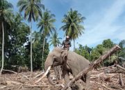 Kemenhut: Pelibatan gajah bersihkan puing utamakan kesejahteraan satwa