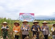 Kapolres Ketapang Bersama Forkopimda Hadiri Panen Raya Jagung Serentak Kuartal IV Dukung Swasembada Pangan di Kecamatan Muara Pawan