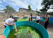 Kodam XXIII/Palaka Wira Perluas Program Ketahanan Pangan, Paldam Kembangkan Budidaya Lele Bioflok