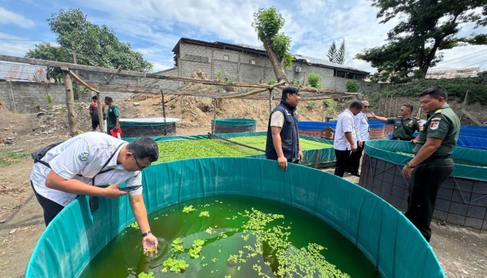 Kodam XXIII/Palaka Wira Perluas Program Ketahanan Pangan, Paldam Kembangkan Budidaya Lele Bioflok