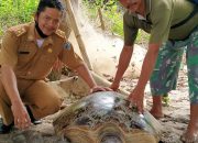 Camat Sojol Drs. Saiful Bakrie, MM : Profil Kelompok Konservasi Penyu Lentora Desa Mapane Tambu, Kec. Balaesang,⁶ Kab. Donggala, Sulteng