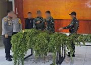 Satgas Swasembada Berhasil Ungkap Ladang Ganja di Pegunungan Bintang, Puluhan Tanaman Siap Panen Diamankan