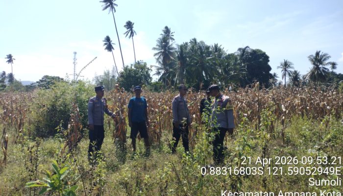 Dukung Ketahanan Pangan, Polsek Ampana Kota Pantau Kesiapan Panen Jagung di Desa Sumoli