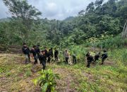 Operasi Gabungan Polda Sumsel Bongkar Ladang Ganja 20 Hektar di Empat Lawang, 220 Kg Ganja dan Bandar Utama Ditangka