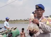 Dukung Ketahanan Pangan, Polairud Metro Tebar 10 Ribu Bibit Bandeng