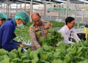 Greenhouse SPPG Palmerah Panen Sawi dan Nila untuk Menu Bergizi 2.529 Penerima Manfaat