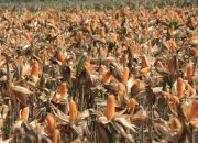 Polri Bersama Petani Jagung Tuban Bersiap Sambut Kehadiran Presiden RI pada Panen Raya