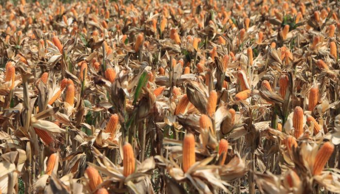 Polri Bersama Petani Jagung Tuban Bersiap Sambut Kehadiran Presiden RI pada Panen Raya