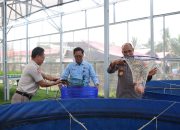 Polda Metro Jaya dan Polres Jakbar Panen 219 Kg Ikan Nila di Greenhouse Palmerah