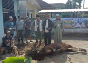 Idul Adha 1447 H, PWI Sumsel Sembelih 4 Ekor Sapi dan I Kambing
