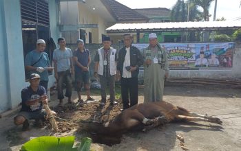 Idul Adha 1447 H, PWI Sumsel Sembelih 4 Ekor Sapi dan I Kambing