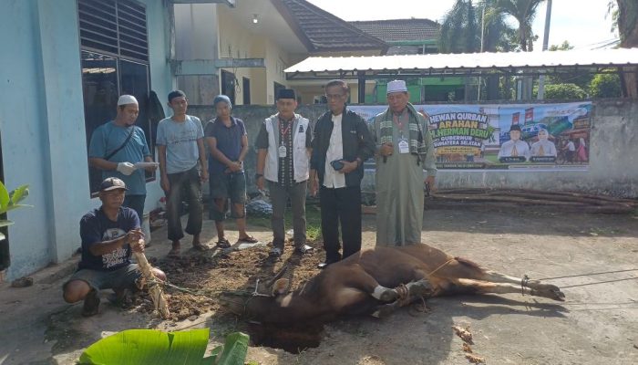 Idul Adha 1447 H, PWI Sumsel Sembelih 4 Ekor Sapi dan I Kambing