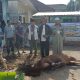 Idul Adha 1447 H, PWI Sumsel Sembelih 4 Ekor Sapi dan I Kambing