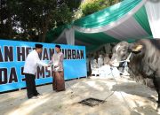Wujud Syukur Idul Adha 1477 H, Polda Sumsel Salurkan Ratusan Hewan Qurban hingga ke Pelosok