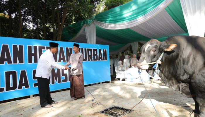 Wujud Syukur Idul Adha 1477 H, Polda Sumsel Salurkan Ratusan Hewan Qurban hingga ke Pelosok