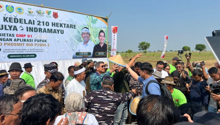 Dari Tanah Indramayu, Mimpi Swasembada Ditanam di Tengah Negeri yang Terlalu Lama Bergantung pada Kapal Impor