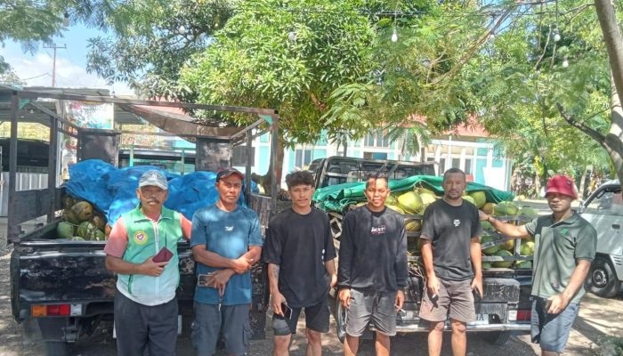 Camat Komodo Fasilitasi Pedagang Kelapa Muda, Pastikan Stok Aman di Kota Super Premium